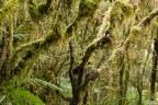 Nella foresta pluviale Neo Zelandese ogni superfice si ricopre di vita.