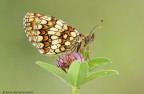 melitea athalia.