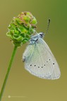 Glaucopsyche alexis
