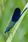 Calopteryx Splendens (maschio)