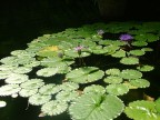 Fujifilm S5000, F 2,8 - 1/446 iso 160