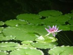 Fujifilm S5000
F 3,2 - 1/210 sec -  ISO 200