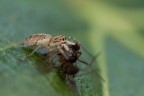 Eos 500D, Canon 100mm L IS USM; f4.5, 1/50sec, ISO 800 mano libera