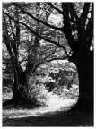 Natura