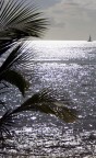 Caribe