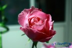 Il fiore per eccellenza.