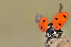 Ali di coccinella