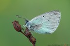 Glaucopsyche alexis
