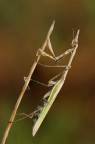 Empusa