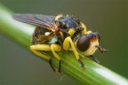 Credo Dalmannia aculeata .... sono in attesa di conferma.
Canon 40D + MP-E-65 a 3x  Focus stacking di 12 scatti fusi con Zerene stacker.
F:8 T:1/2 sec 400 ISO

Versione AR: http://farm4.static.flickr.com/3637/5817142117_6155e2e232_o.jpg