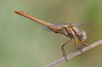 Dragonflies...