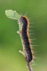 Enogaster lanestris