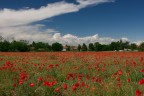Un bel prato fiorito a Gallarate