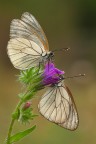 ...Aporia Crataegi...