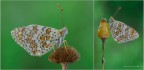 Melitaea phoebe