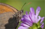 1/1600 sec, f/4.5, ISO 160, 150 mm

Commenti e critiche ben accetti