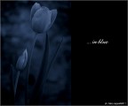 :: ... in blue