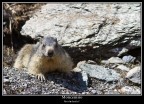 Marmotta