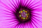 Fiore