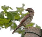 Torcicollo 1