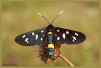 Amata phegea