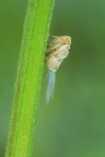 Scopettino