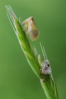 Metamorfosi