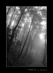 Nella nebbia