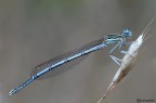 Platycnemis pennipes