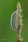 Bruco di Zygaena