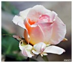 rosa &quot;Johann Strauss&quot;
