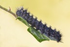 Acronicta rumicis o bruco di macaone ad uno stadio intermedi