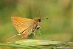 Ochlodes in sospensione