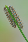 Melitaea didyma