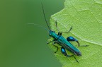 Ben ritrovati amici, sono stato lontano dal forum diversi giorni e purtroppo a causa del brutto tempo e di vari impegni non scatto macro da quasi 2 settimane! :(

Tirato fuori dall'archivio:

Full Frame
Canon 550D
Tamron 180mm
f/16
0,4 sec.
ISO-200
3piedi
No crop
No plamp



[url=http://img195.imageshack.us/img195/8567/fullframe1500.jpg] Clicca qui per la versione a 1500px![/url]