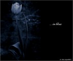 :: ... in blue