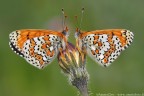 Melitaea cinxia