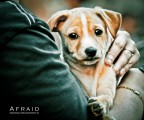 Afraid