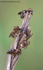 [url=http://img864.imageshack.us/img864/2449/dsc7830.jpg][b]Clicca qui per la versione ad alta risoluzione![/b][/url]

[b]Dati di scatto:[/b] [i]Nikon D700 + Sigma 180 mm + f 18 1/8 + scatto remoto + cavalletto + sollevamento specchio[/i]

L'intruso in verit non c' pi (iniziava ad agitarsi e le apine lo hanno buttato gi); inquadratura pi stretta della stessa situazione.

Commenti e critiche sempre graditi.