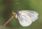 Aporia