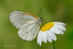 Aporia crataegi