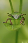 Verde nel verde