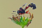 Physocephala sp.