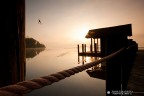 spider sunrise