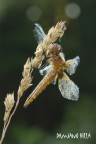 Libellula fulva

ISO 200
f/.11
1/2 sec
cavalletto, no crop
...e la compagnia di Alex
