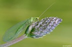 Chrysopa