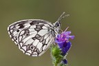 Melanargia