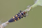 Il Predatore