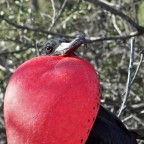Isole Galapagos, di ritorno dal viaggio di nozze. 

Sembra sempre una formalit, ma i commenti sono davvero molto apprezzati. Sono alle prime pubblicazioni fuori dalla categoria "primi scatti", quindi gradirei veramente qualsiasi genere di commento che possa aiutarmi a crescere come fotografo.

Dati scatto: Olympus E-PL2+Sigma FD 70-210mm f/4-5.6 UC-II (manual focus&zoom @ about 120mm, f/16, 1/125, ISO200)