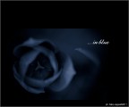 :: ... in blue